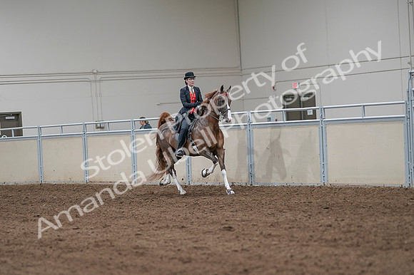 2020 - AB Morgan Horse - Fri, Sept 04 - 09838