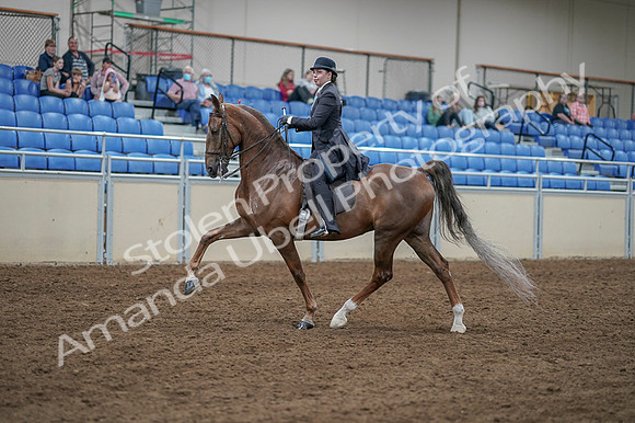 2020 - AB Morgan Horse - Fri, Sept 04 - 11291