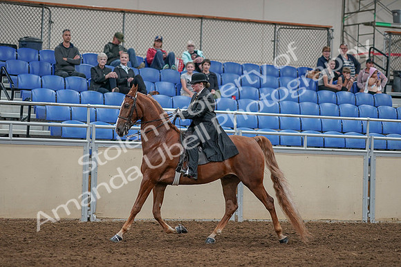2020 - AB Morgan Horse - Fri, Sept 04 - 11266