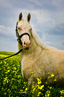 Other breeds - 001