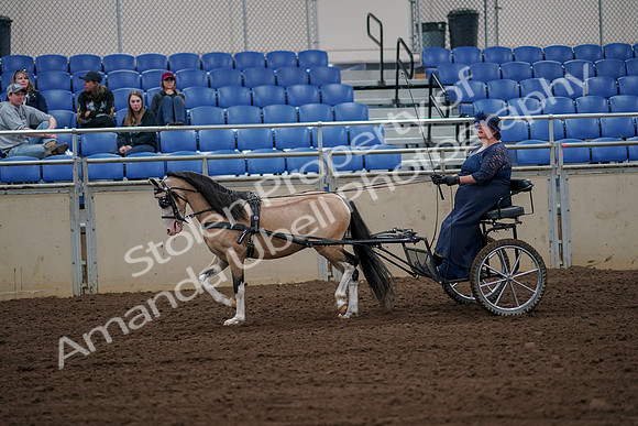 2019 Morgan Horse Show - Aug 30, 2019 - 13129