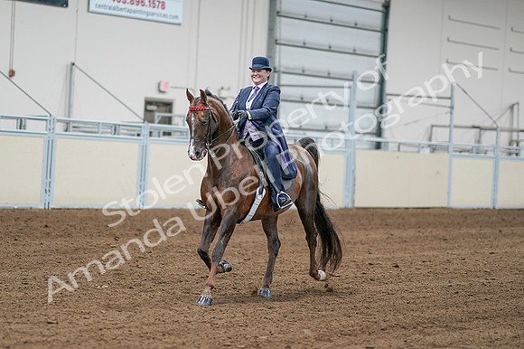 2020 - AB Morgan Horse - Fri, Sept 04 - 08188