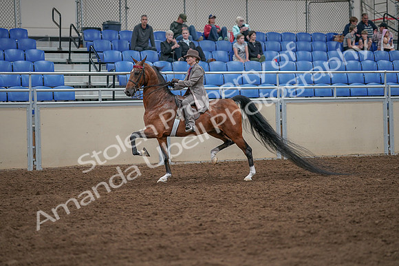 2020 - AB Morgan Horse - Fri, Sept 04 - 11378