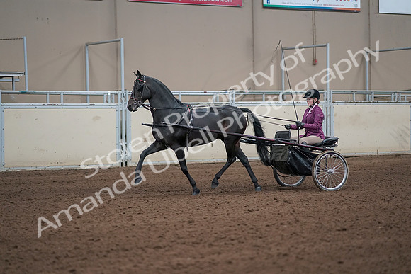 2019 Morgan Horse Show - Sept 01, 2019 - 10381