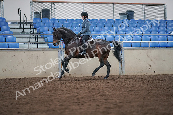 2019 Morgan Horse Show - Aug 30, 2019 - 18465