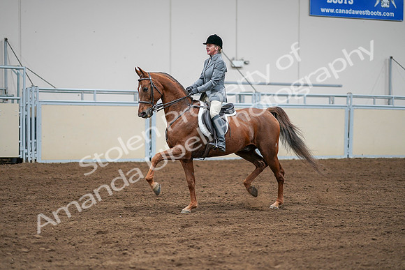 2020 - AB Morgan Horse - Sat, Sept 05 - 03286