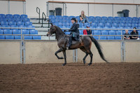 2019 Morgan Horse Show - Aug 30, 2019 - 15296