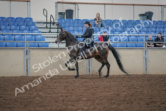 2019 Morgan Horse Show - Aug 30, 2019 - 15296