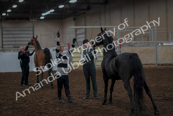 2019 Morgan Horse Show - Aug 31, 2019 - 03795