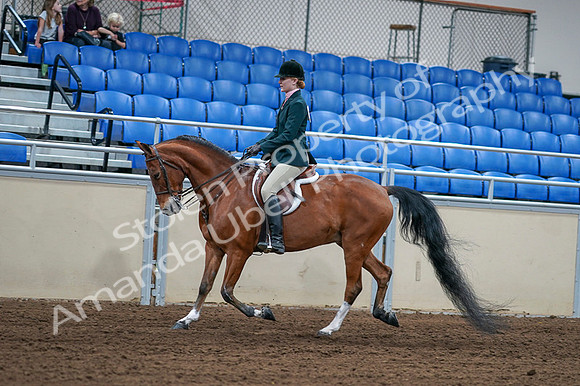 2020 - AB Morgan Horse - Fri, Sept 04 - 01557