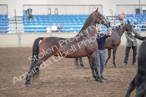 2019 Morgan Horse Show - Aug 31, 2019 - 03712