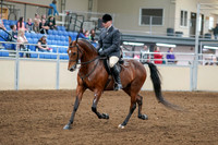 2020 - AB Morgan Horse - Sat, Sept 05 - 06861