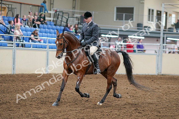 2020 - AB Morgan Horse - Sat, Sept 05 - 06861
