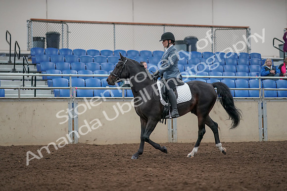 2019 Morgan Horse Show - Aug 31, 2019 - 07156