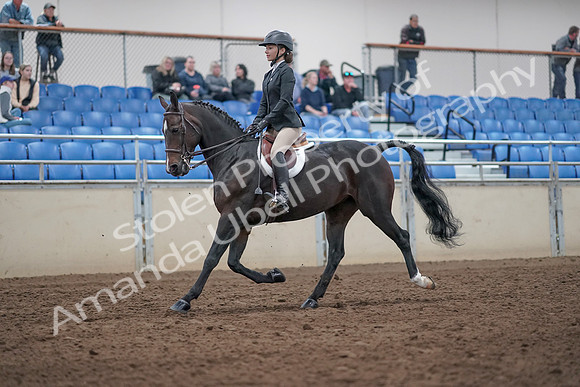 2019 Morgan Horse Show - Aug 31, 2019 - 20521