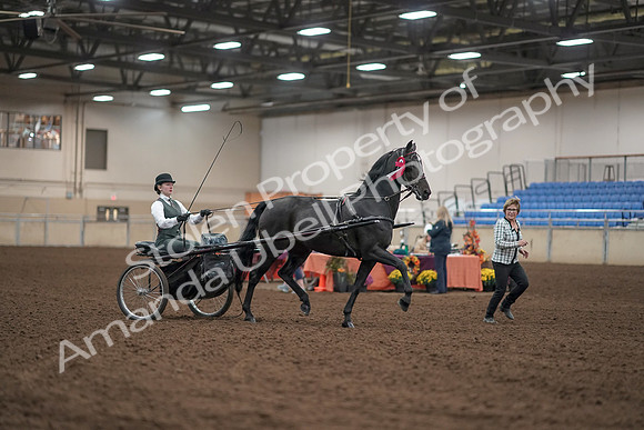 2019 Morgan Horse Show - Aug 31, 2019 - 04802