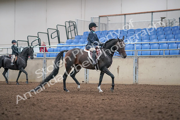 2019 Morgan Horse Show - Aug 31, 2019 - 19621