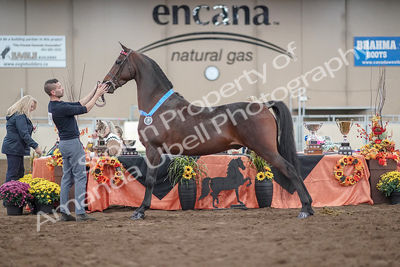 2019 Morgan Horse Show - Aug 31, 2019 - 01419