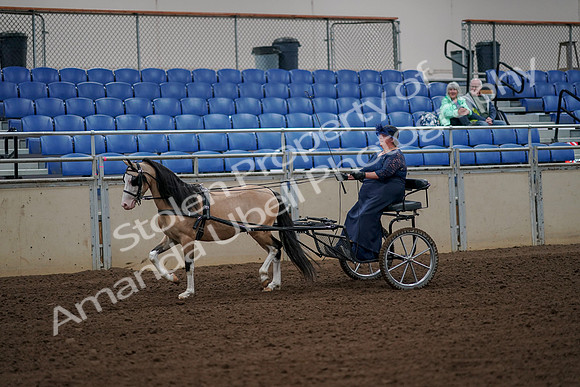 2019 Morgan Horse Show - Aug 30, 2019 - 13107