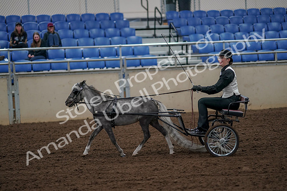 2019 Morgan Horse Show - Aug 30, 2019 - 13158