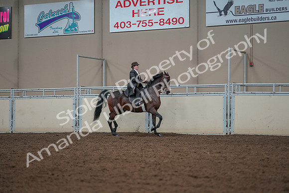 2019 Morgan Horse Show - Aug 30, 2019 - 28095