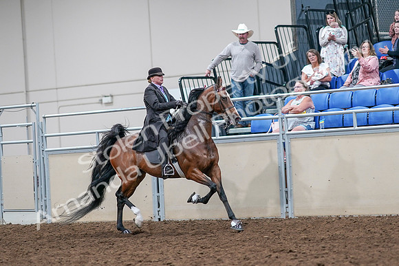 2020 - AB Morgan Horse - Sat, Sept 05 - 13208