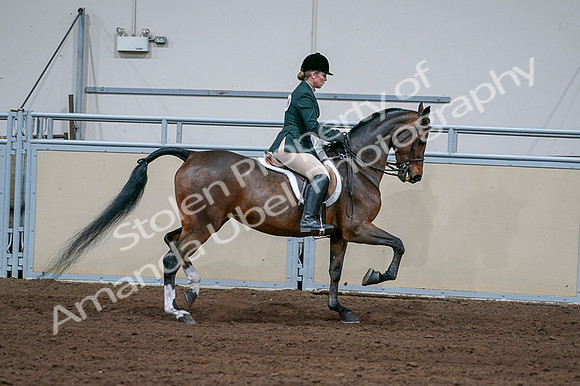 2020 - AB Morgan Horse - Fri, Sept 04 - 01760