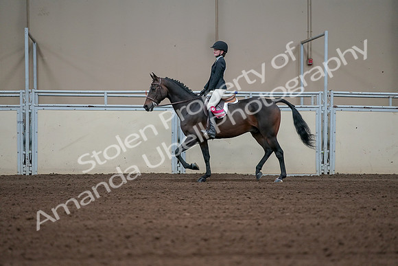 2019 Morgan Horse Show - Sept 01, 2019 - 03988