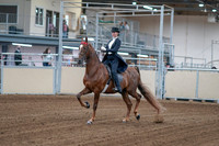 2020 - AB Morgan Horse - Fri, Sept 04 - 06233