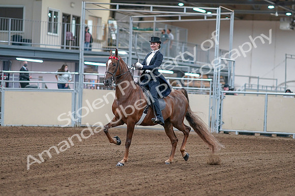 2020 - AB Morgan Horse - Fri, Sept 04 - 06233