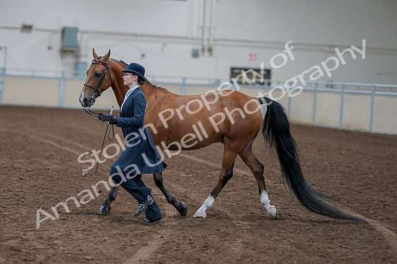 2020 - AB Morgan Horse - Fri, Sept 04 - 00956