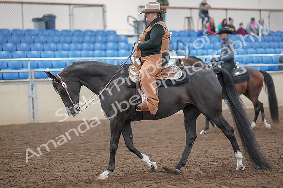 2019 Morgan Horse Show - Aug 31, 2019 - 06013