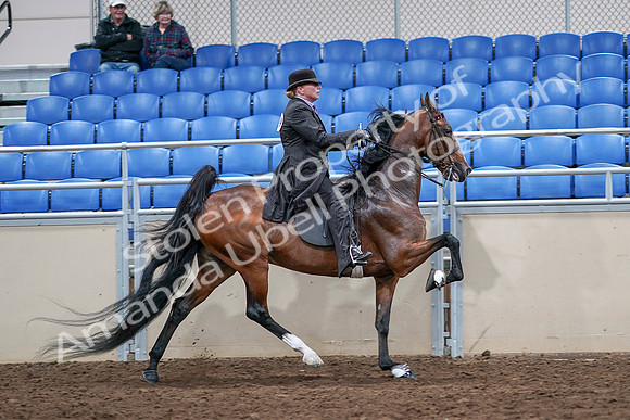 2020 - AB Morgan Horse - Sat, Sept 05 - 13240