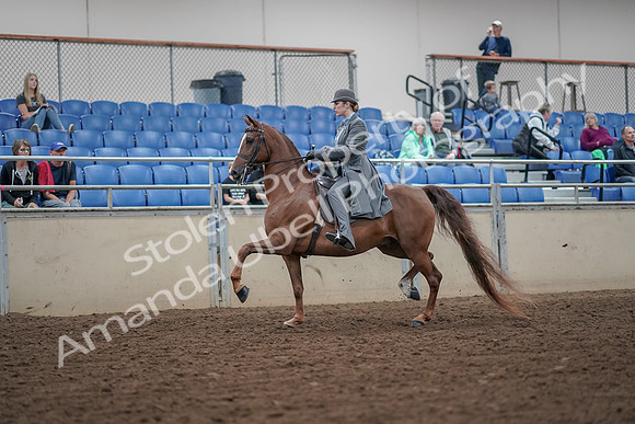 2019 Morgan Horse Show - Aug 30, 2019 - 15352