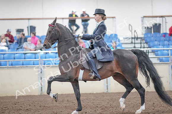 2019 Morgan Horse Show - Aug 31, 2019 - 20471