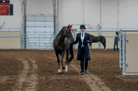 2020 - AB Morgan Horse - Fri, Sept 04 - 00666