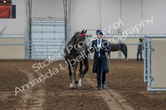 2020 - AB Morgan Horse - Fri, Sept 04 - 00666