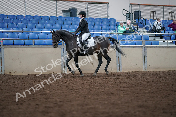 2019 Morgan Horse Show - Aug 30, 2019 - 18429