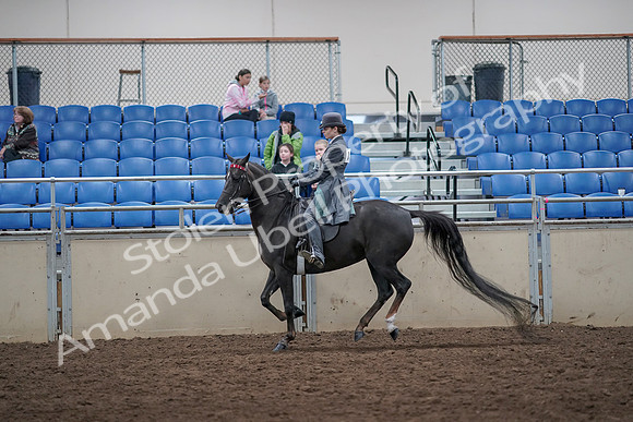 2019 Morgan Horse Show - Aug 31, 2019 - 09444