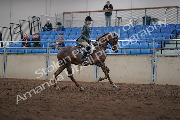 2019 Morgan Horse Show - Sept 01, 2019 - 08835