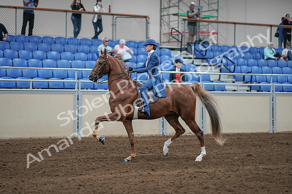 2020 - AB Morgan Horse - Sat, Sept 05 - 06195
