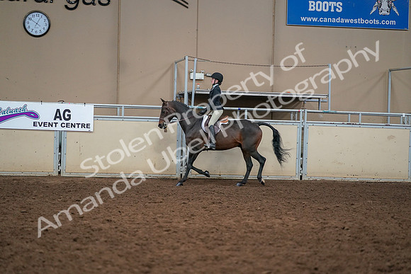 2019 Morgan Horse Show - Aug 30, 2019 - 12212