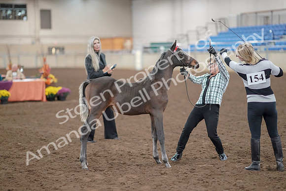 2019 Morgan Horse Show - Aug 30, 2019 - 24895