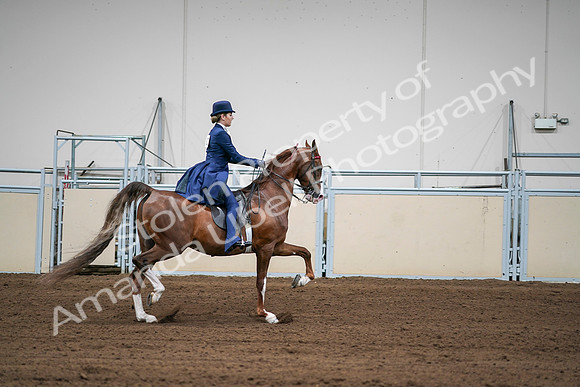 2020 - AB Morgan Horse - Sat, Sept 05 - 06338