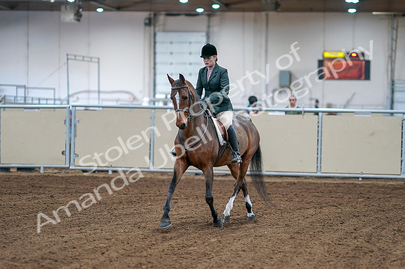 2020 - AB Morgan Horse - Fri, Sept 04 - 01480