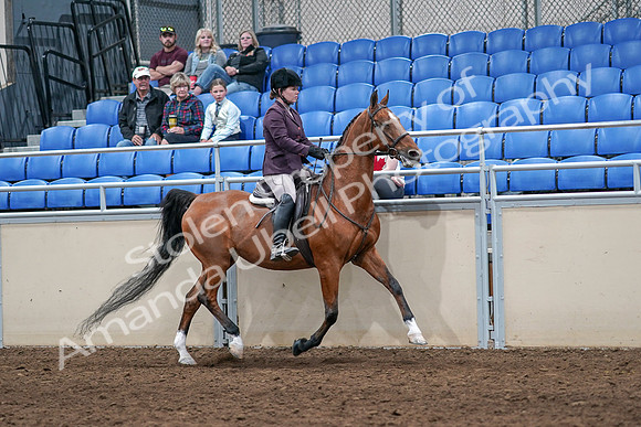 2020 - AB Morgan Horse - Sat, Sept 05 - 03221