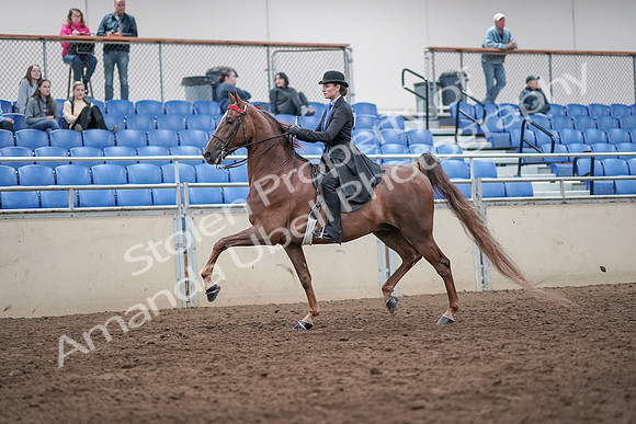 2019 Morgan Horse Show - Aug 31, 2019 - 21971