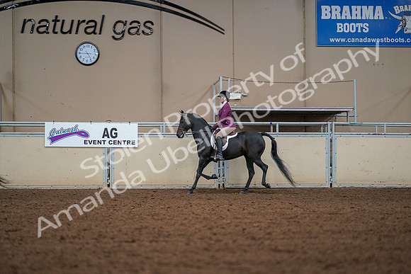 2019 Morgan Horse Show - Aug 30, 2019 - 23257