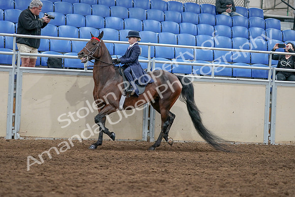 2020 - AB Morgan Horse - Sat, Sept 05 - 04772