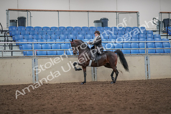 2019 Morgan Horse Show - Aug 30, 2019 - 27935